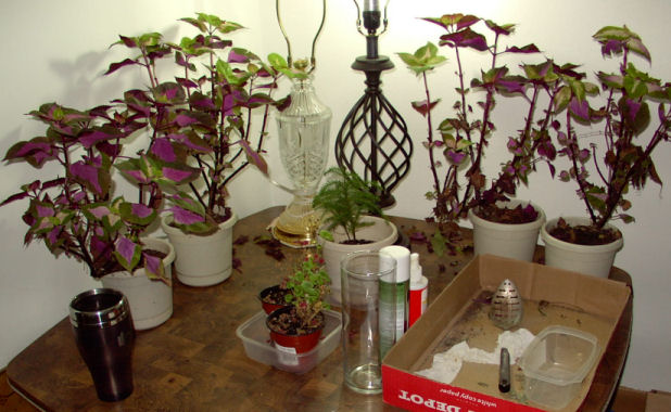 winter garden