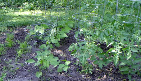First veggie garden at new place