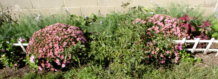 flax-mums-Monarda