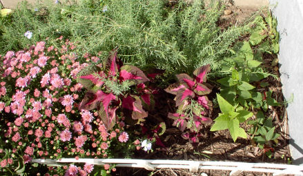 Mums and things
